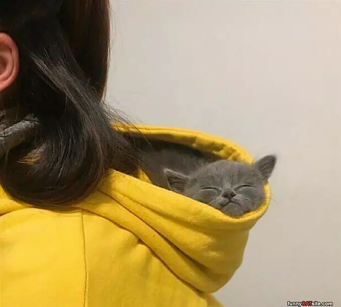 I Am In The Sweatshirt
