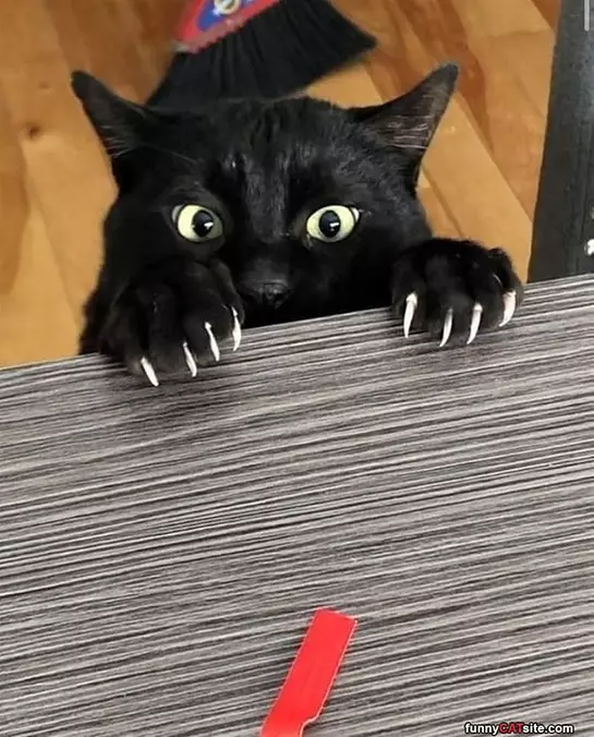 Rawrrrrr