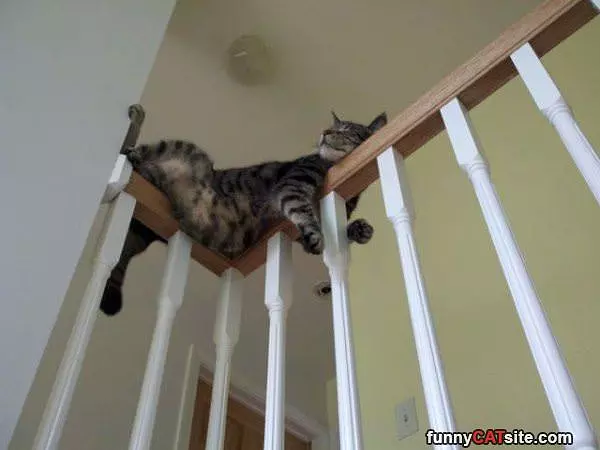 Purrfect Bed