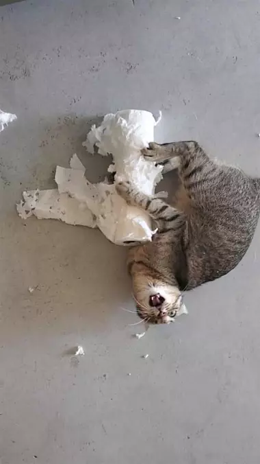 Raaaaaaaaar