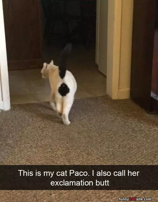 Exclemation Cat