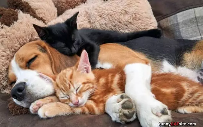 All Of Us Snuggling