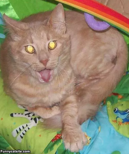 Mooshie