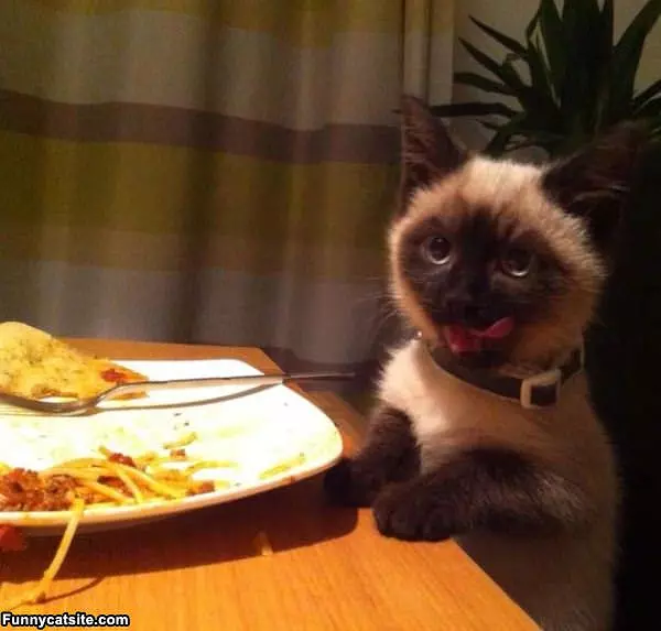 More Tuna Please