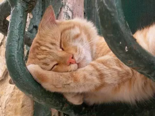 Good Place To Nap