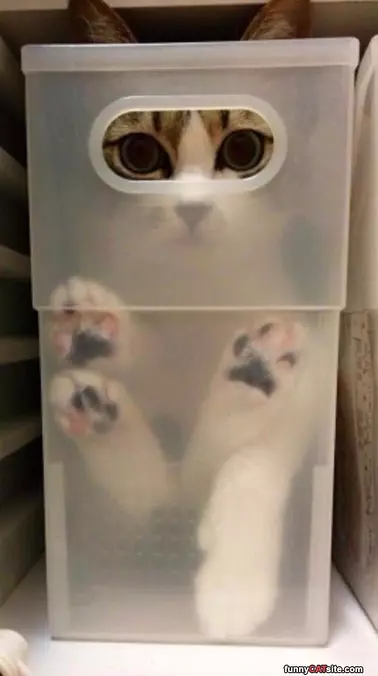 Cat Is Filed