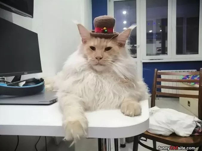 Nice Hat