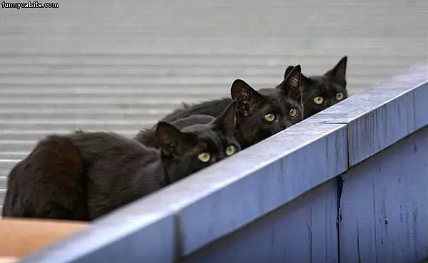 They See Something
