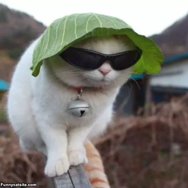 My Disguise