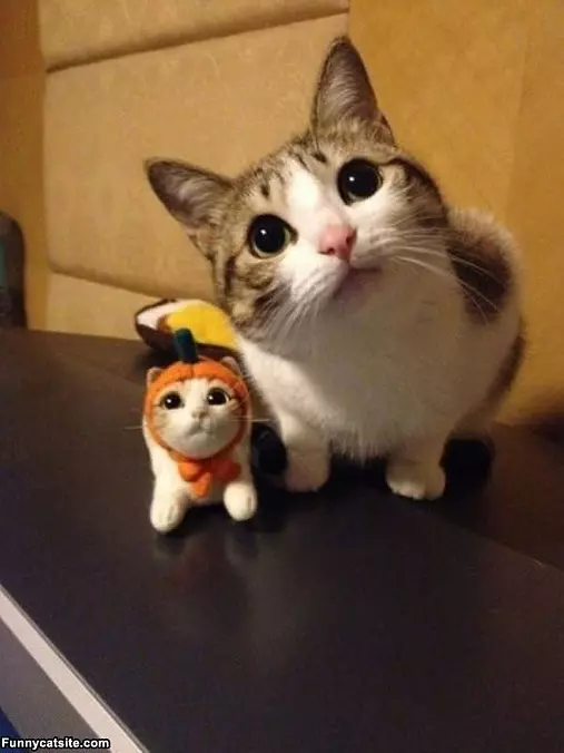 Looks Like Me