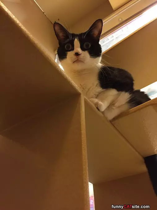 Hey Get Back Down