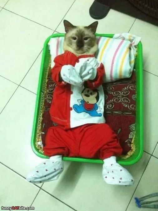 This Cat Is Hanging Out