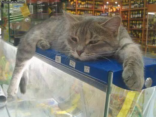 Relaxed Stripped Cat