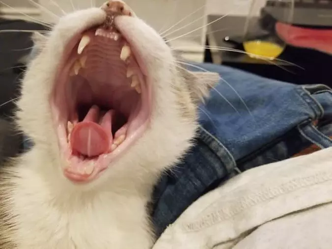 Harrrrrwrwwraar