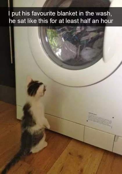I Put It In The Wash