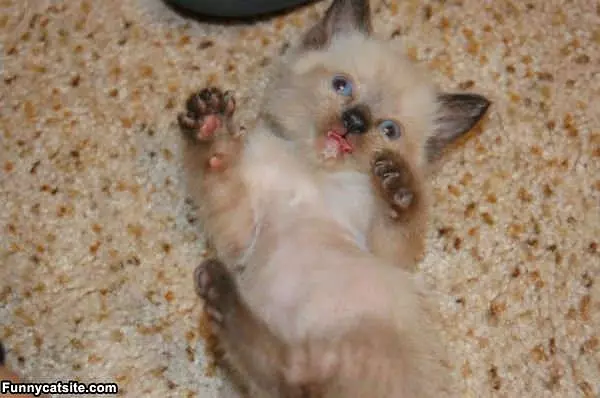 Nom Nom Zombie Kittah