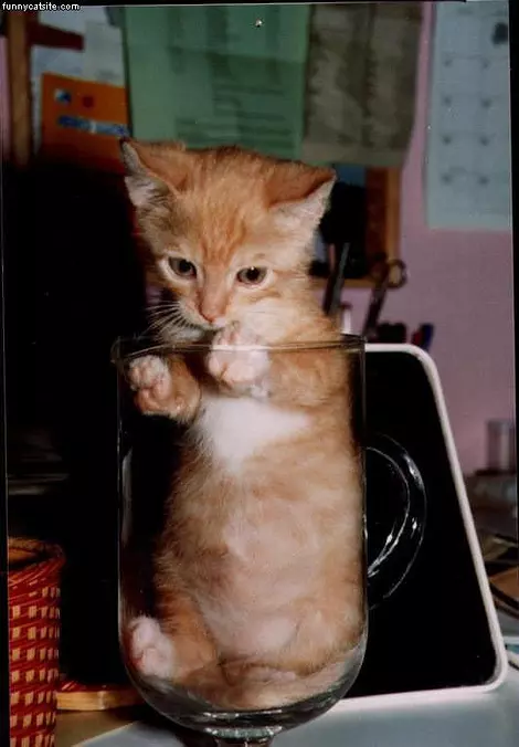 Glass Of Kitten