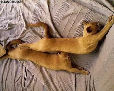 Golden Cats Stretch