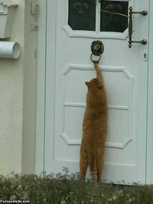Knock Knock