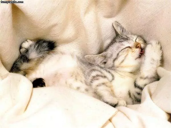 Very Tired Kittah