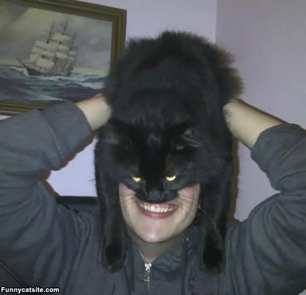The Batman Cat
