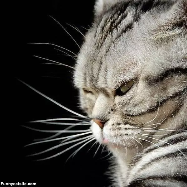 Very Mad Cat