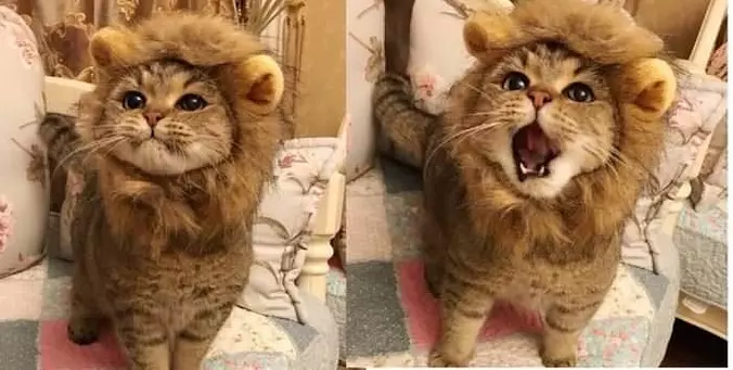 The Big Lion