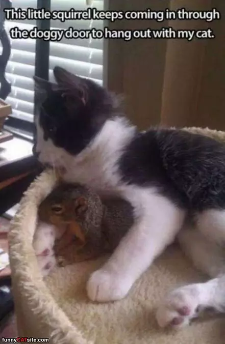 Hanging With The Cat