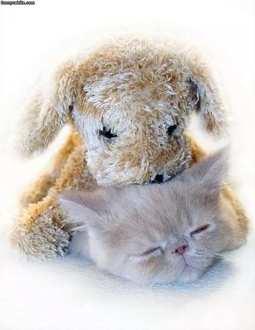 Relaxed Kitten