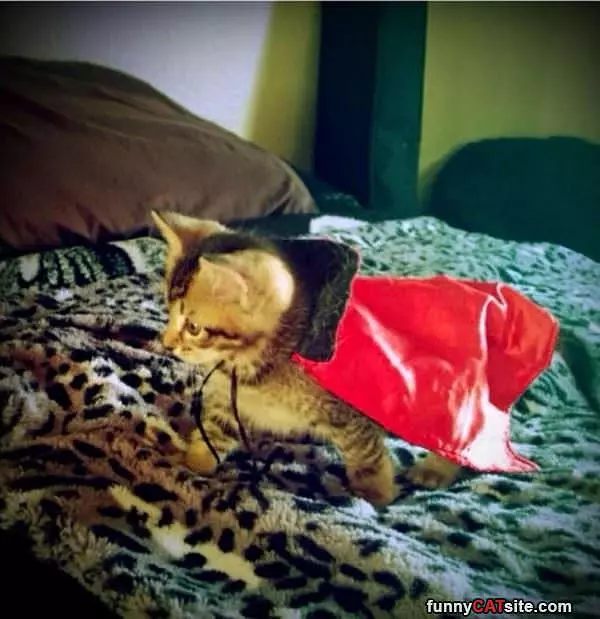 I Has A Cape