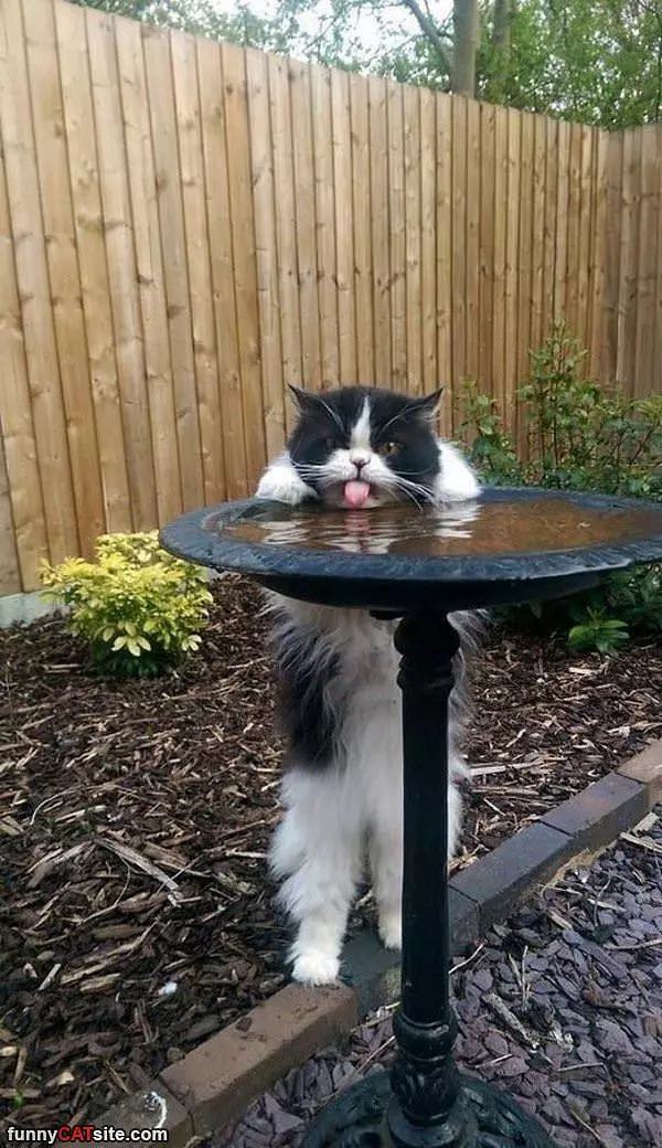 Give Me Sippies