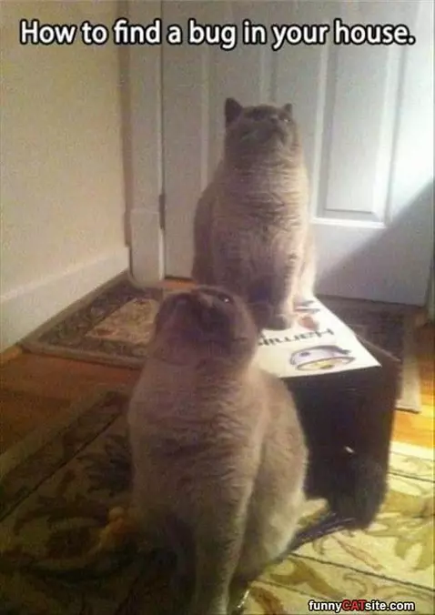 Hopw To Find A Bug