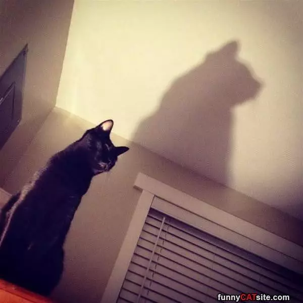 My Tall Shadow