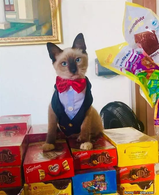 Dressed Up