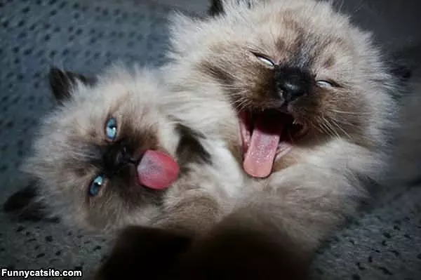 Wazzzupppp
