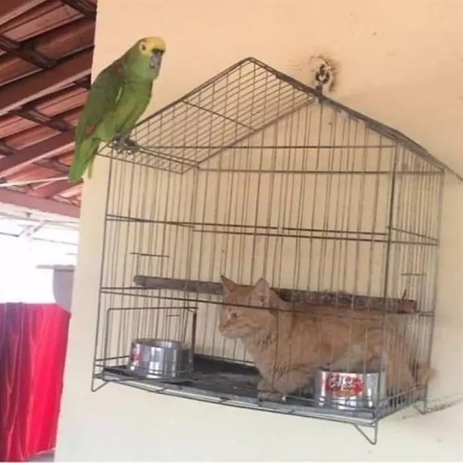I Am A Bird Now