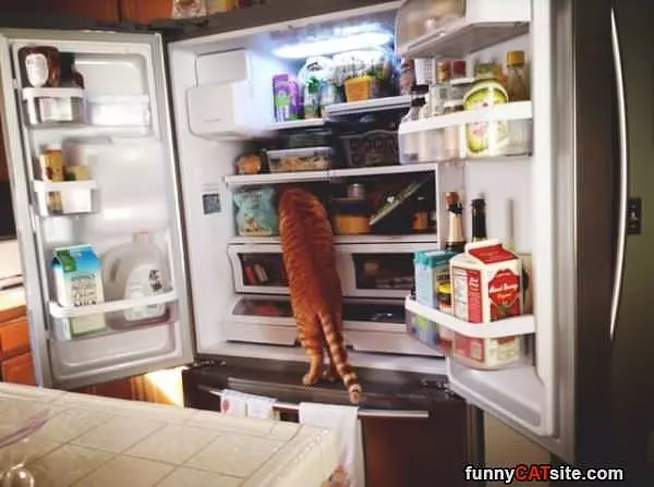 Where Is The Tuna