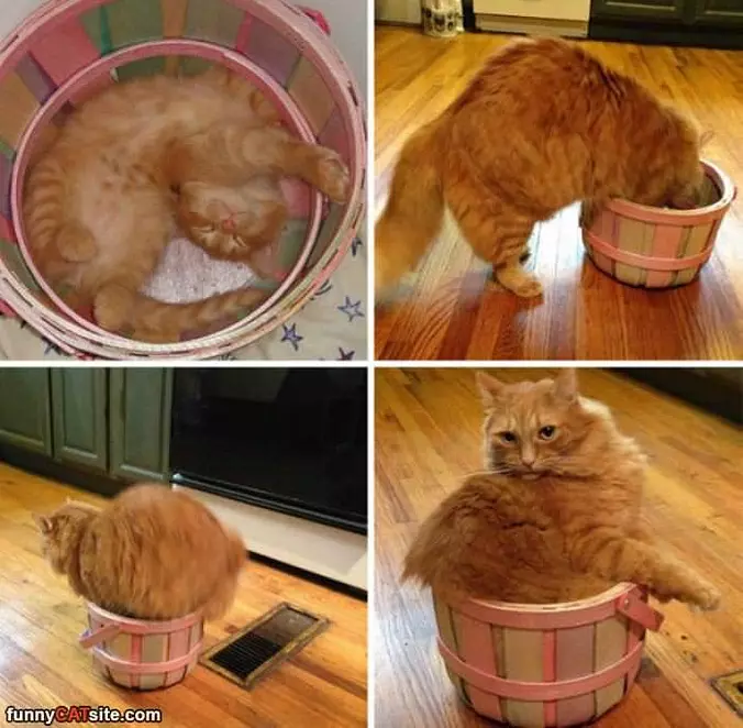 This Basket Is Great