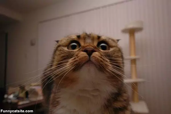 Kitty Does Not Want