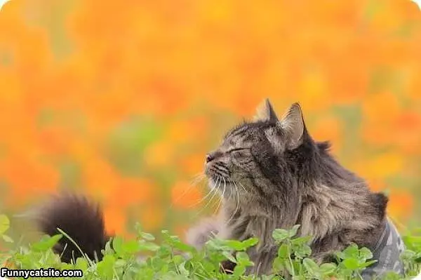 Wind Feels Good