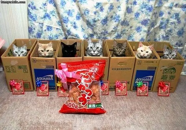 Boxes Of Cats