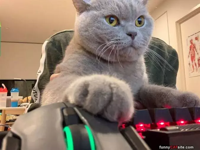 Gamer Cat