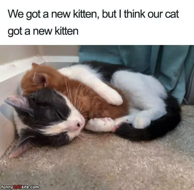 Got A New Kitten