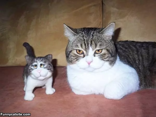 Look Alikes