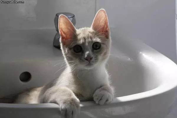 Sink Cat