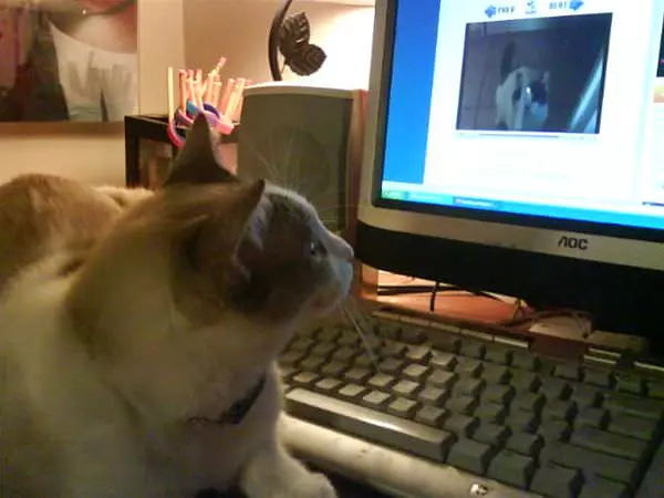 Smokey Watching Funnycatsite