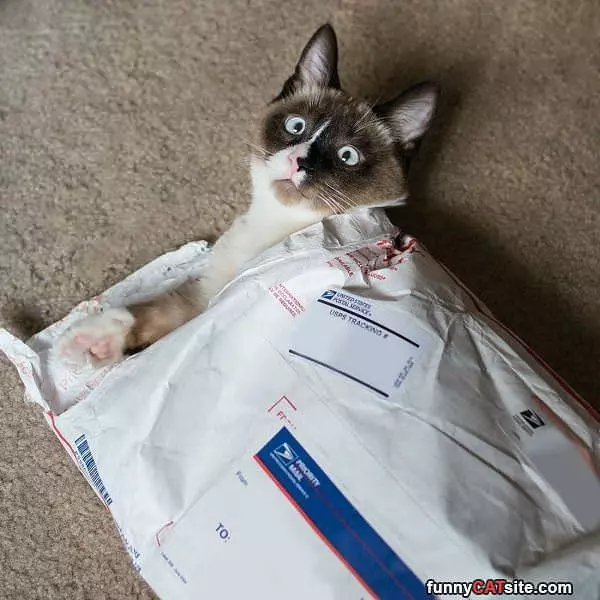 Priority Shipping