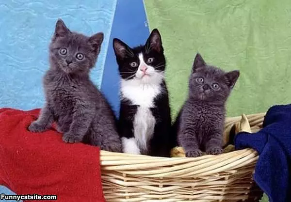Posing Kittens
