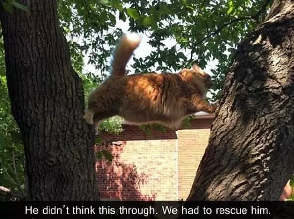 Needed Rescuing