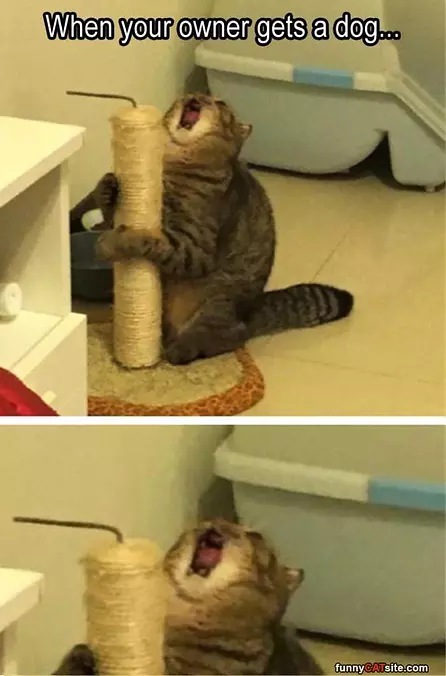 Not A Dog